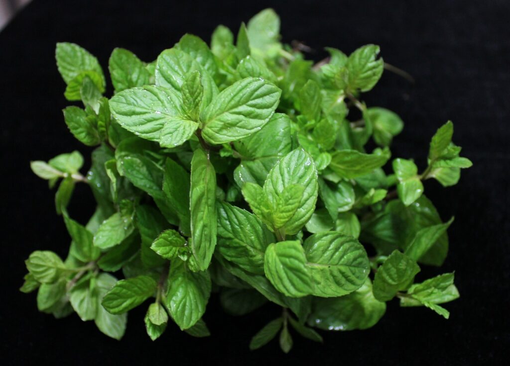 mint, herbs, leaves-521401.jpg